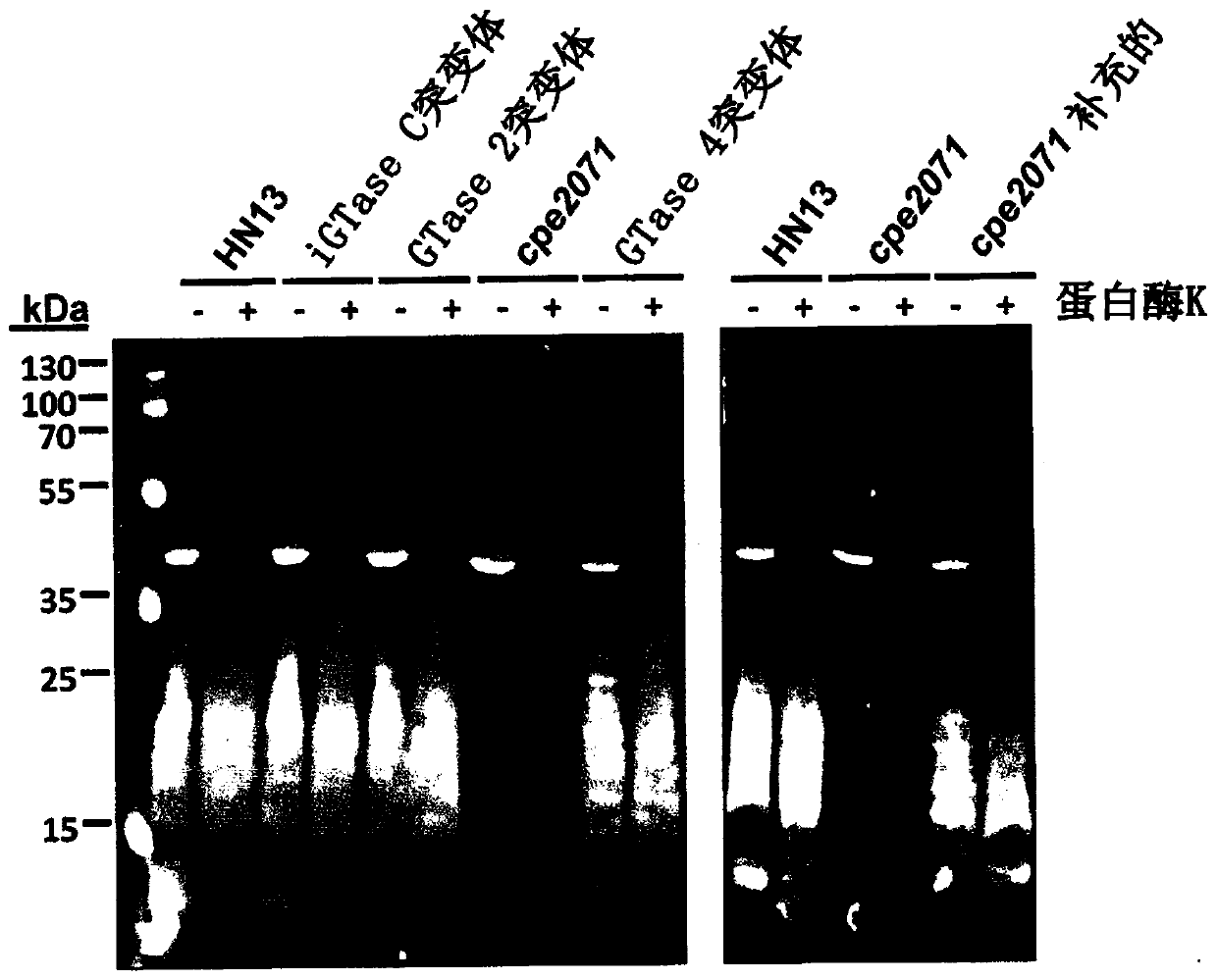 Clostridium perfringens surface glycans and uses thereof