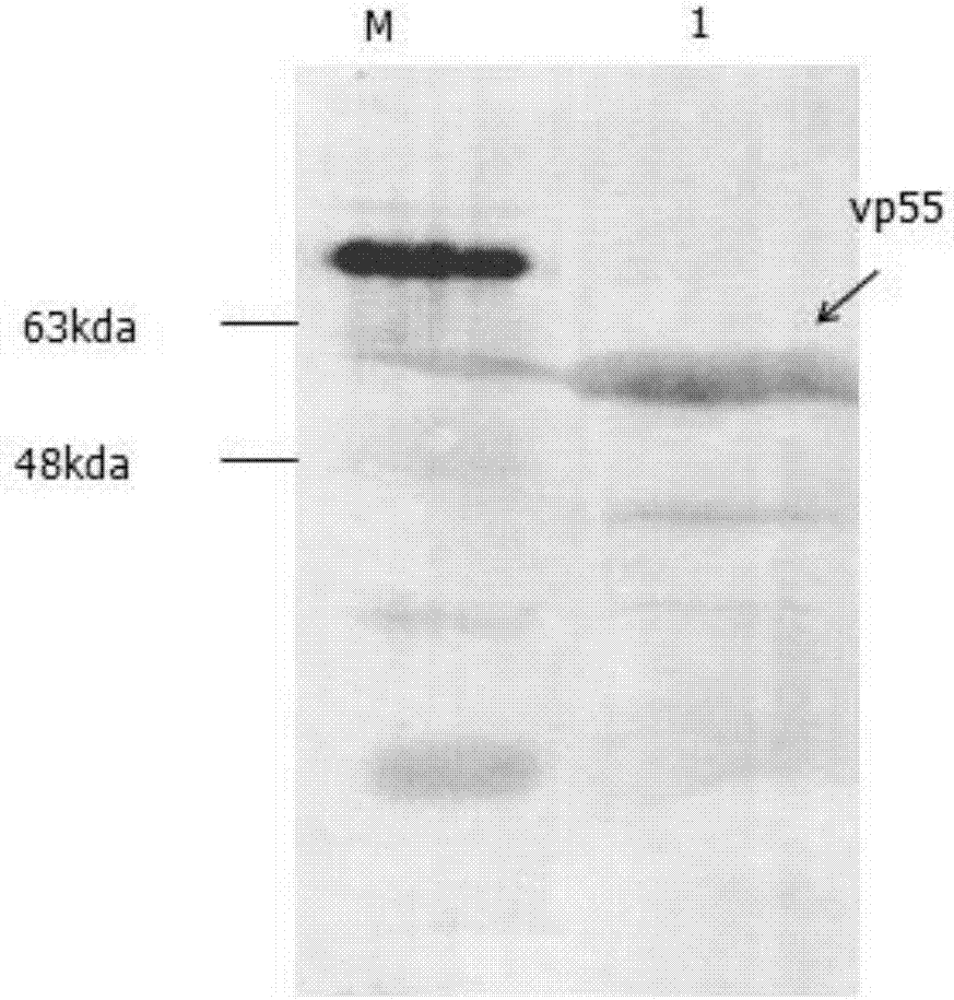 Recombinant baculoviruses which express grass carp reovirus spike protein VP55 and application