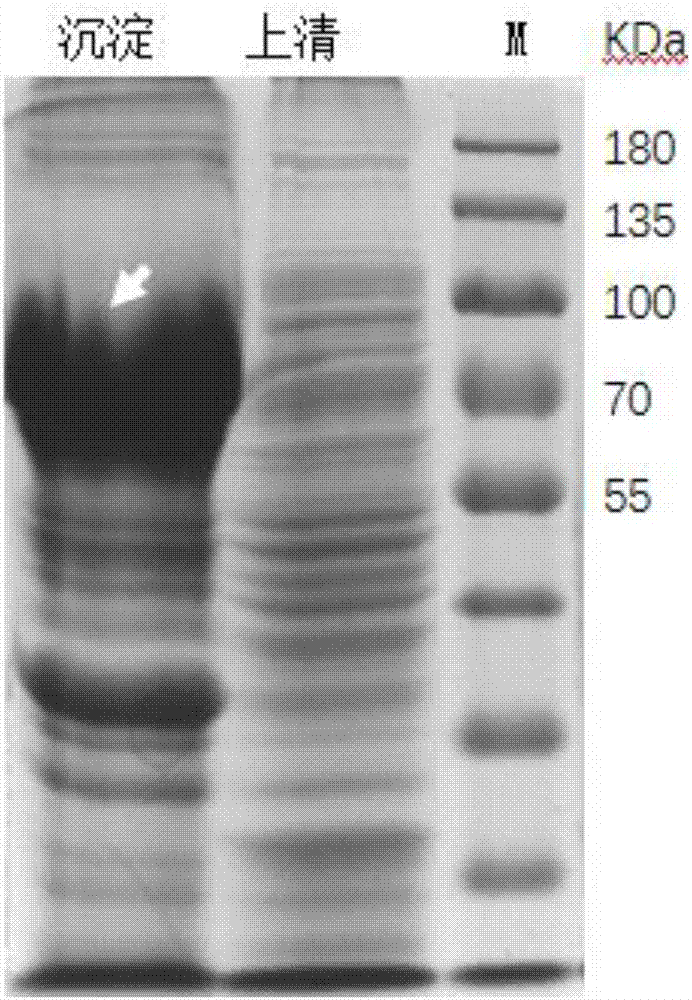 Recombinant baculoviruses which express grass carp reovirus spike protein VP55 and application