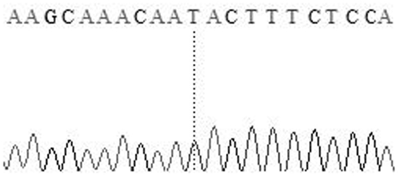 Molecular markers capable of predicting and identifying sheep wool length and their specific primer pairs and applications