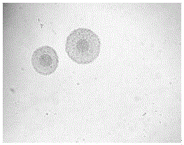 Culture medium for separation and purification of mycoplasma bovirhinis, preparation method and application of culture medium