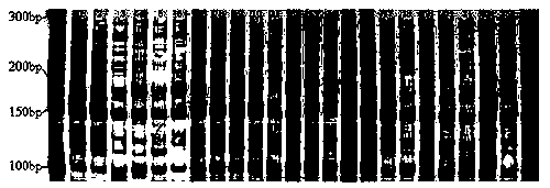 Narcissus BES-SSR marker primer CATACA5 and method for identifying narcissus variety