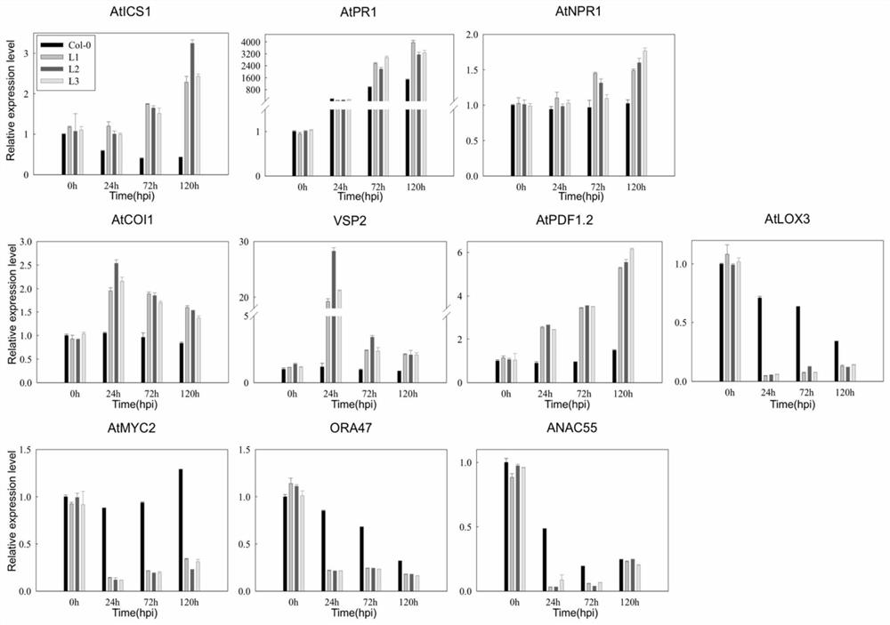 Disease resistance gene vqjaz4 of wild hair grape merchant-24 and its application