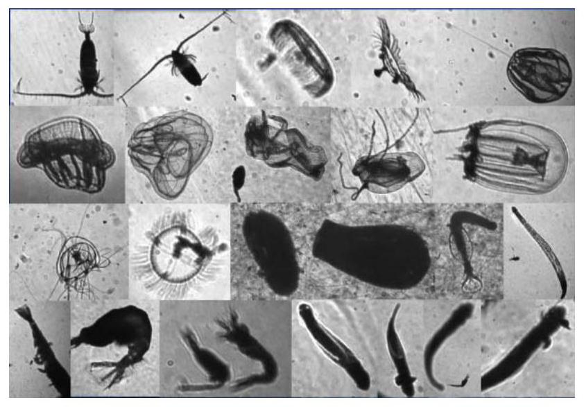 Nuclear power plant cold source marine organism intelligent detection method and system