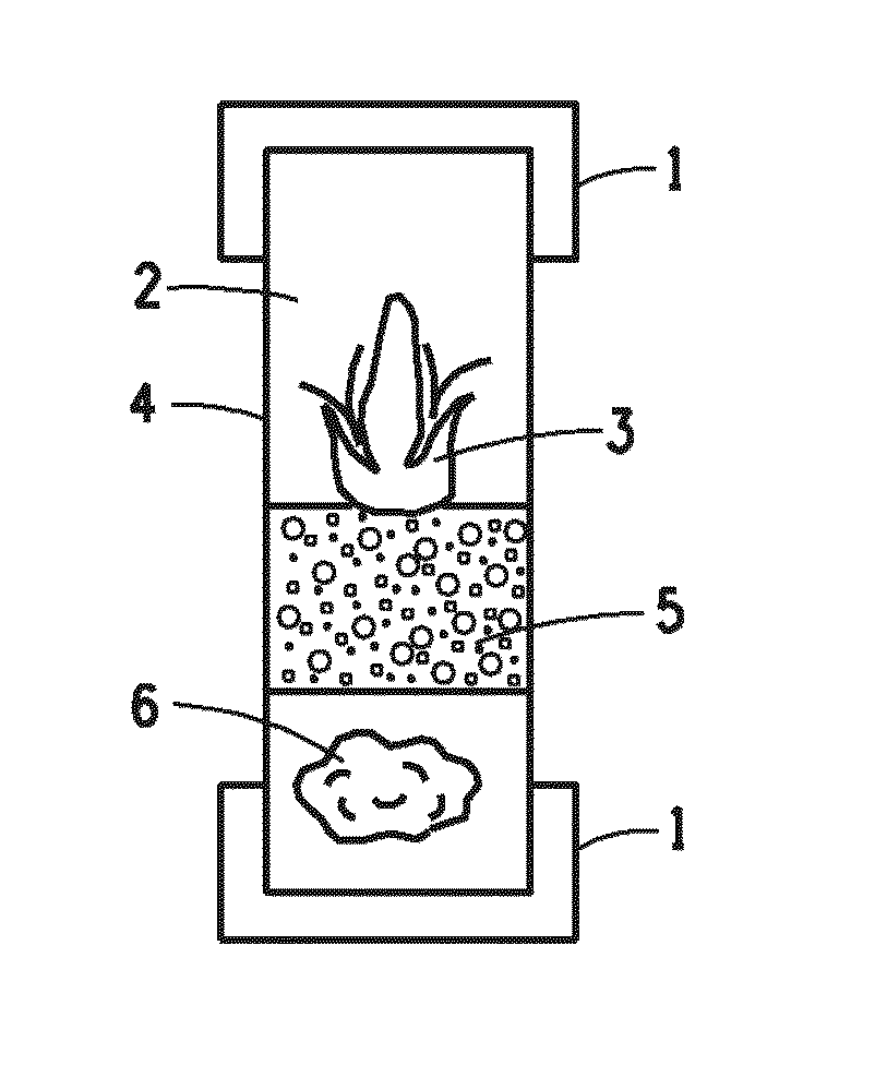 Plant artificial seeds and methods for the production thereof