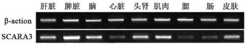 Large yellow croaker scavenger receptor SCARA3 gene and application thereof