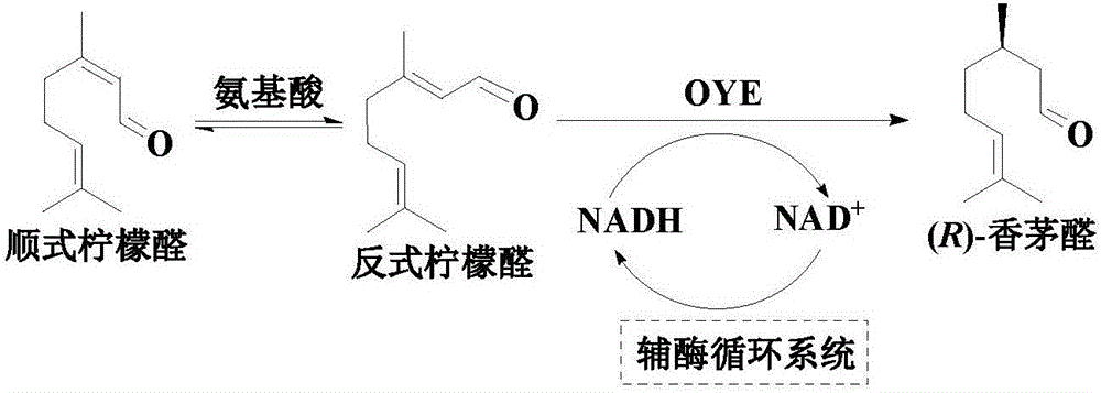 An enzymatic citral asymmetric reduction method capable of increasing optical purity of (R)-citronellal