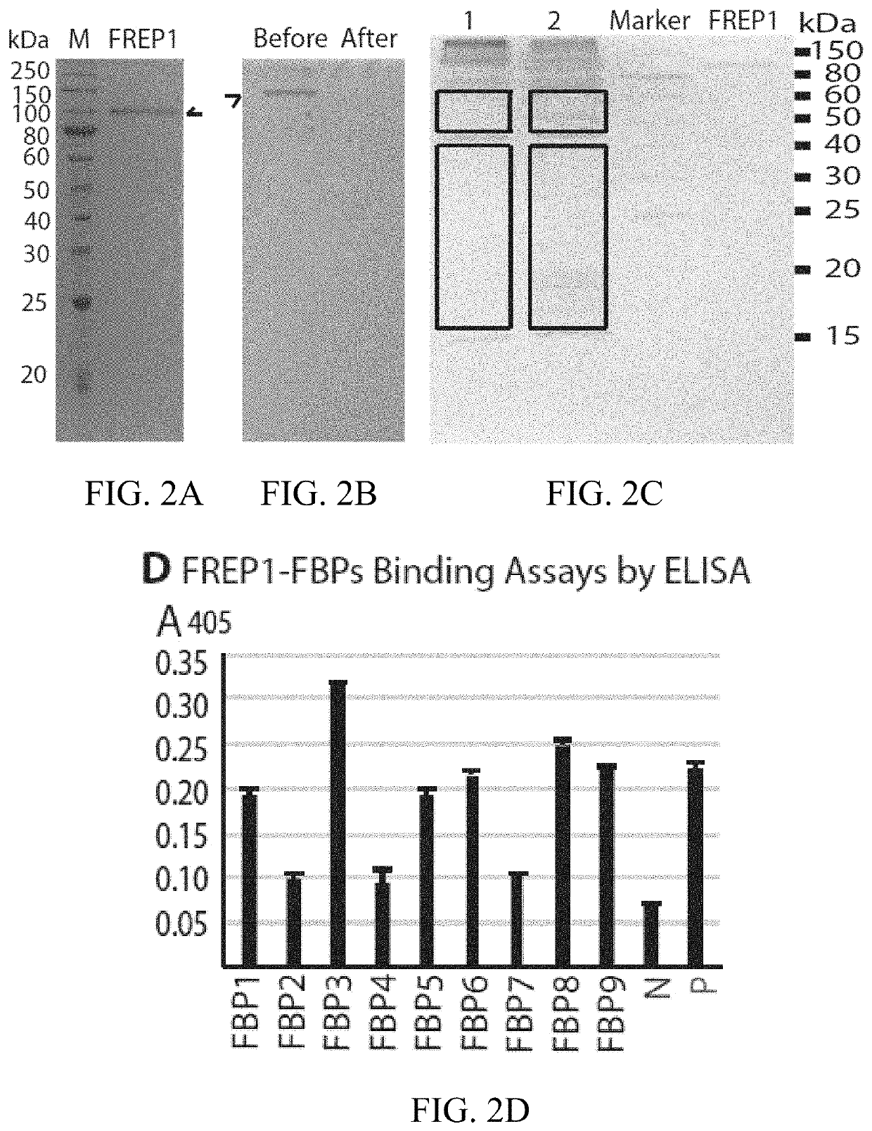 Vaccines against malaria transmission