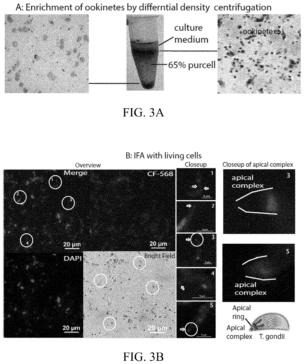 Vaccines against malaria transmission