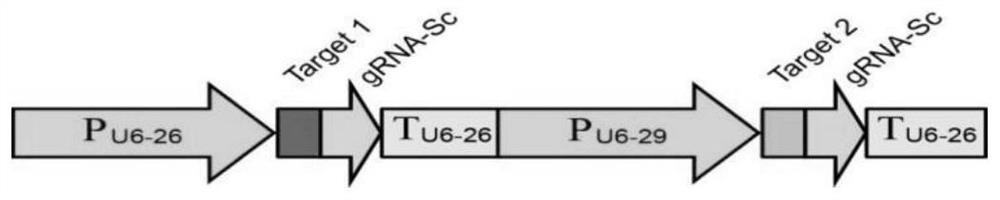 Alleles related to self-cross-compatibility characters of non-heading Chinese cabbages and obtained through gene editing and application of alleles