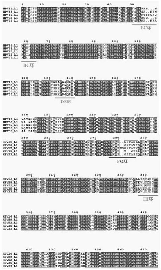 SARS-CoV-2 polypeptide vaccine using papillomavirus (PV) virus-like particle (VLP) presentation antigen