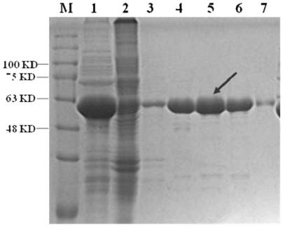 SARS-CoV-2 polypeptide vaccine using papillomavirus (PV) virus-like particle (VLP) presentation antigen