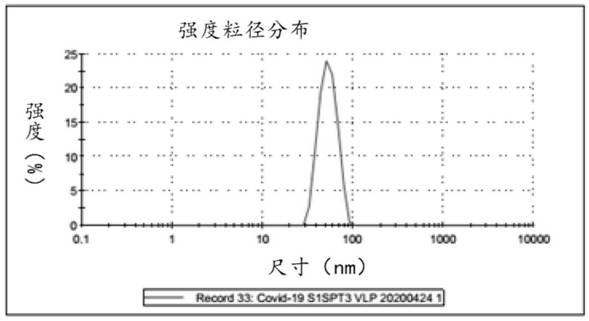 SARS-CoV-2 polypeptide vaccine using papillomavirus (PV) virus-like particle (VLP) presentation antigen