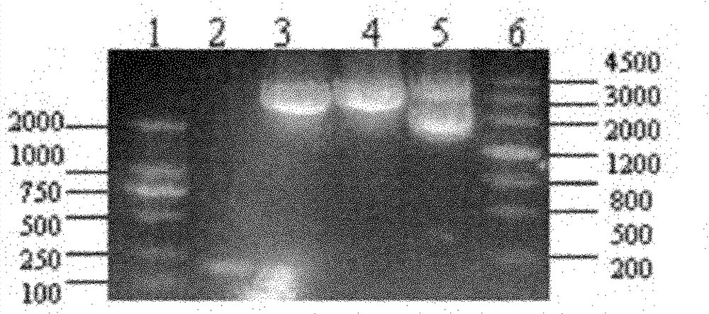 Recombined litopenaeus setiferus protein SF-P9, preparation method and application thereof