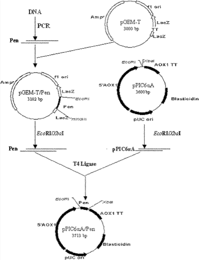 Recombined litopenaeus setiferus protein SF-P9, preparation method and application thereof