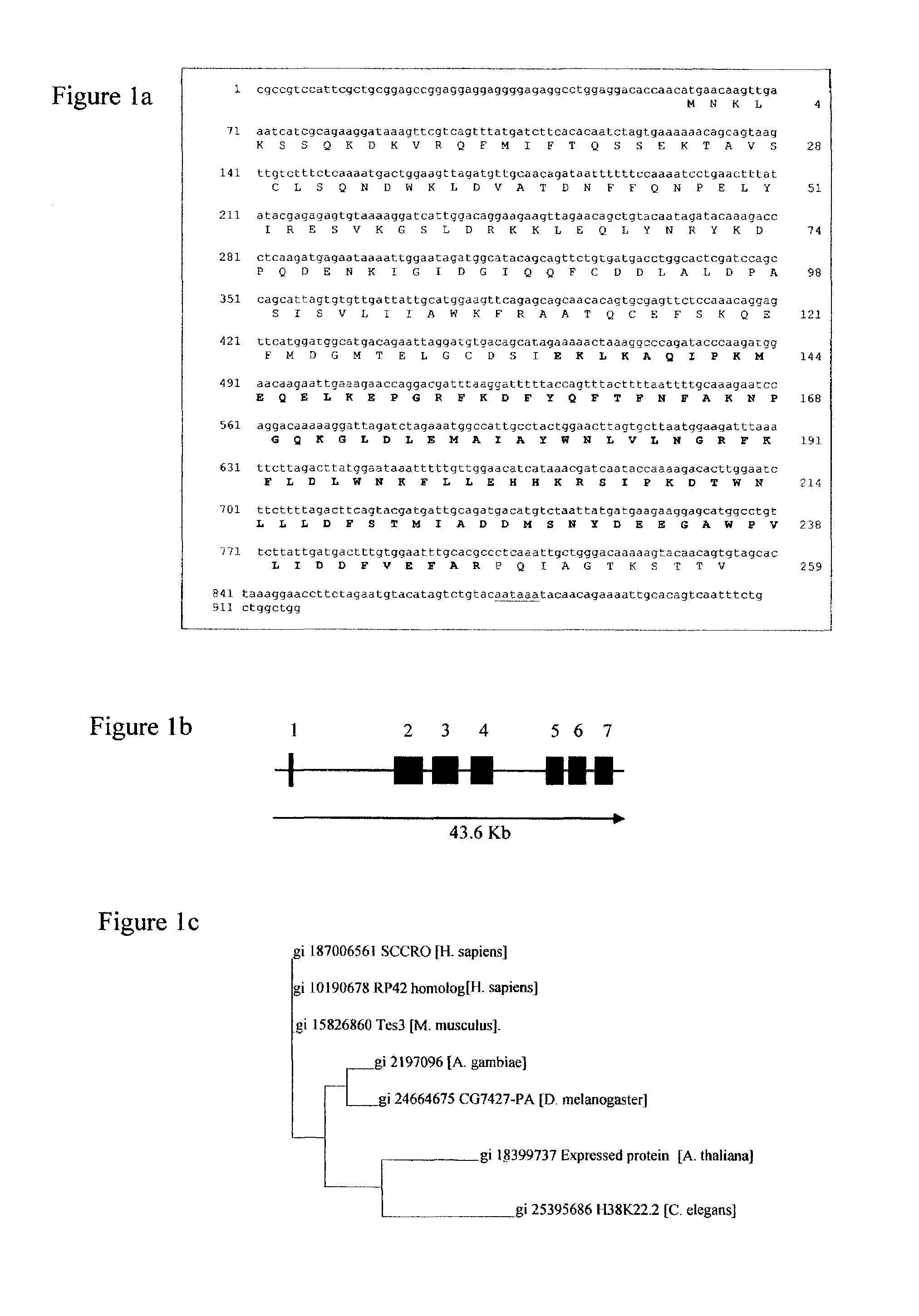 Carcinoma-related genes and polypeptides and methods of use thereof