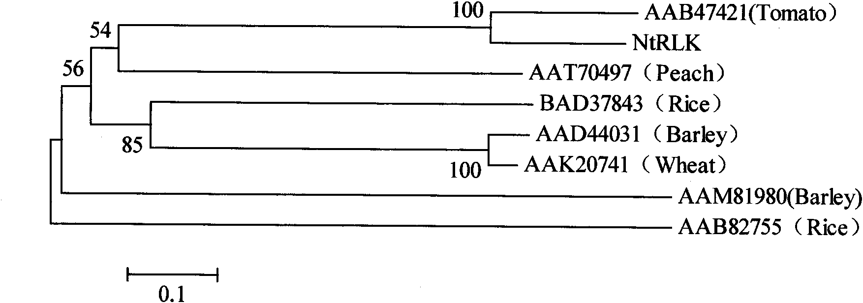 Tobacco receptor albuminoid kinase gene and application thereof