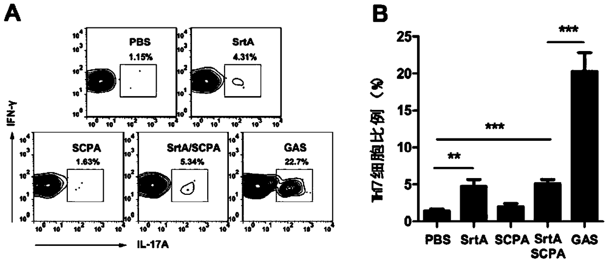 A combination vaccine for inhibiting and/or preventing type a streptococcal infection