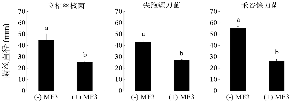 Trichoderma longibrachiatum with broad-spectrum antibacterial performance and application thereof