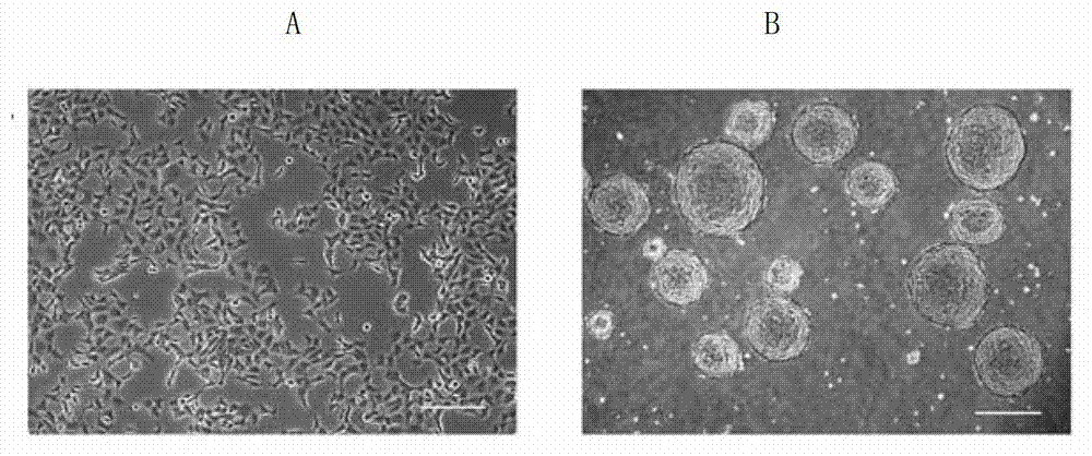 Method for inducing de-differentiation of mature cells