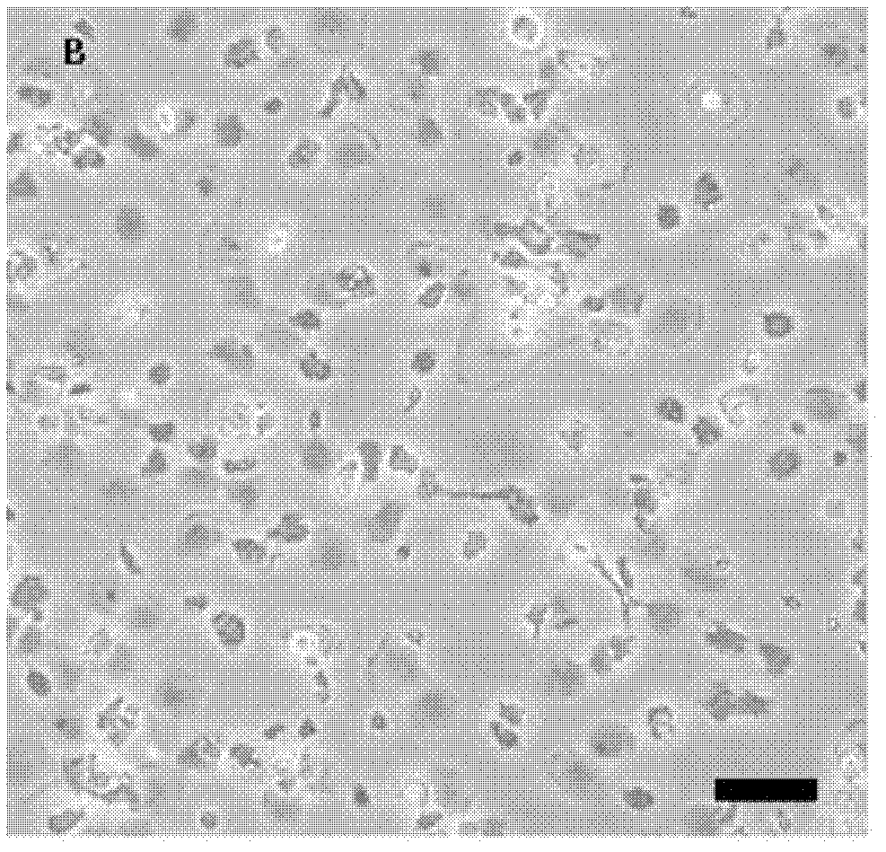 Pseudosciaena crocea head kidney macrophage separation and primary culture method and application thereof