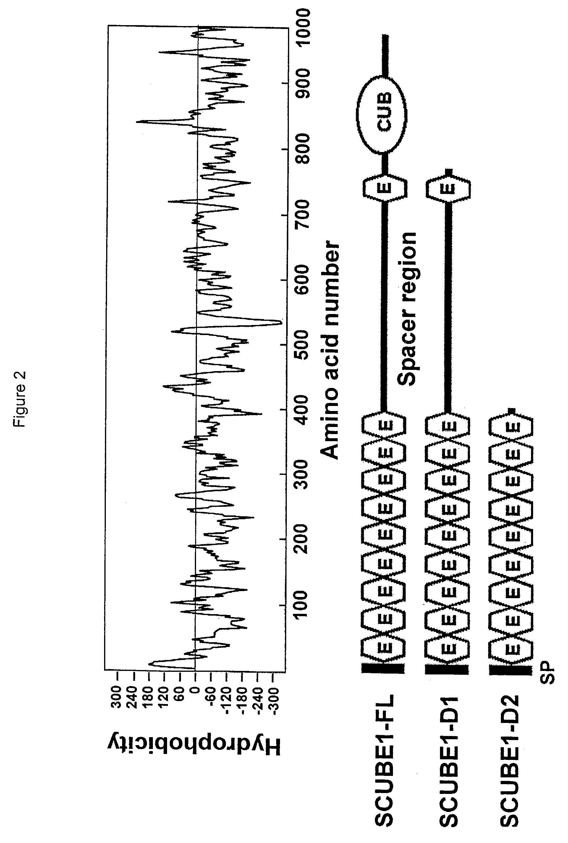 Identification of a family of secreted proteins in vascular endothelium