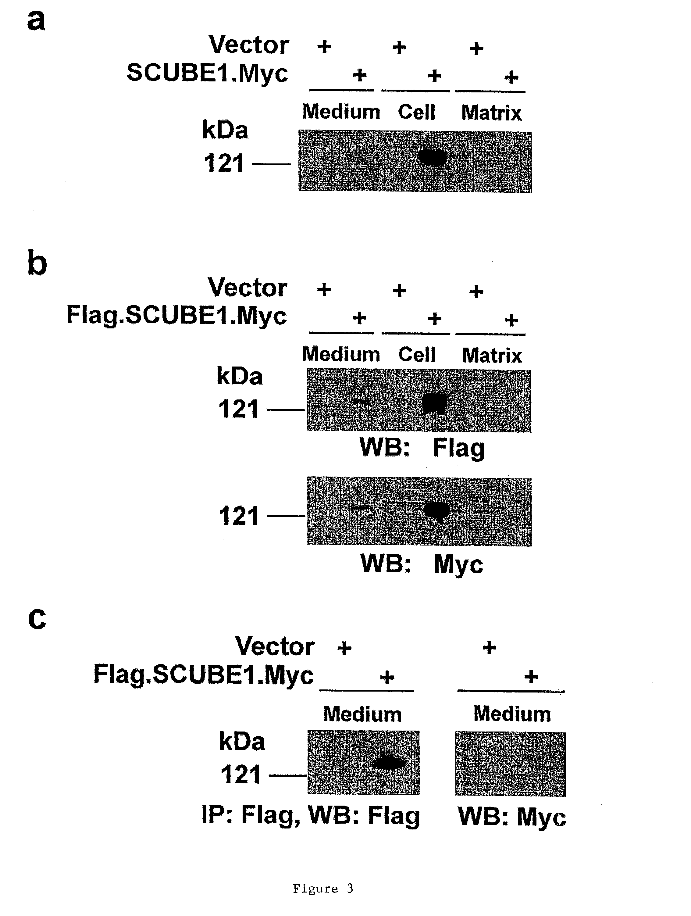 Identification of a family of secreted proteins in vascular endothelium