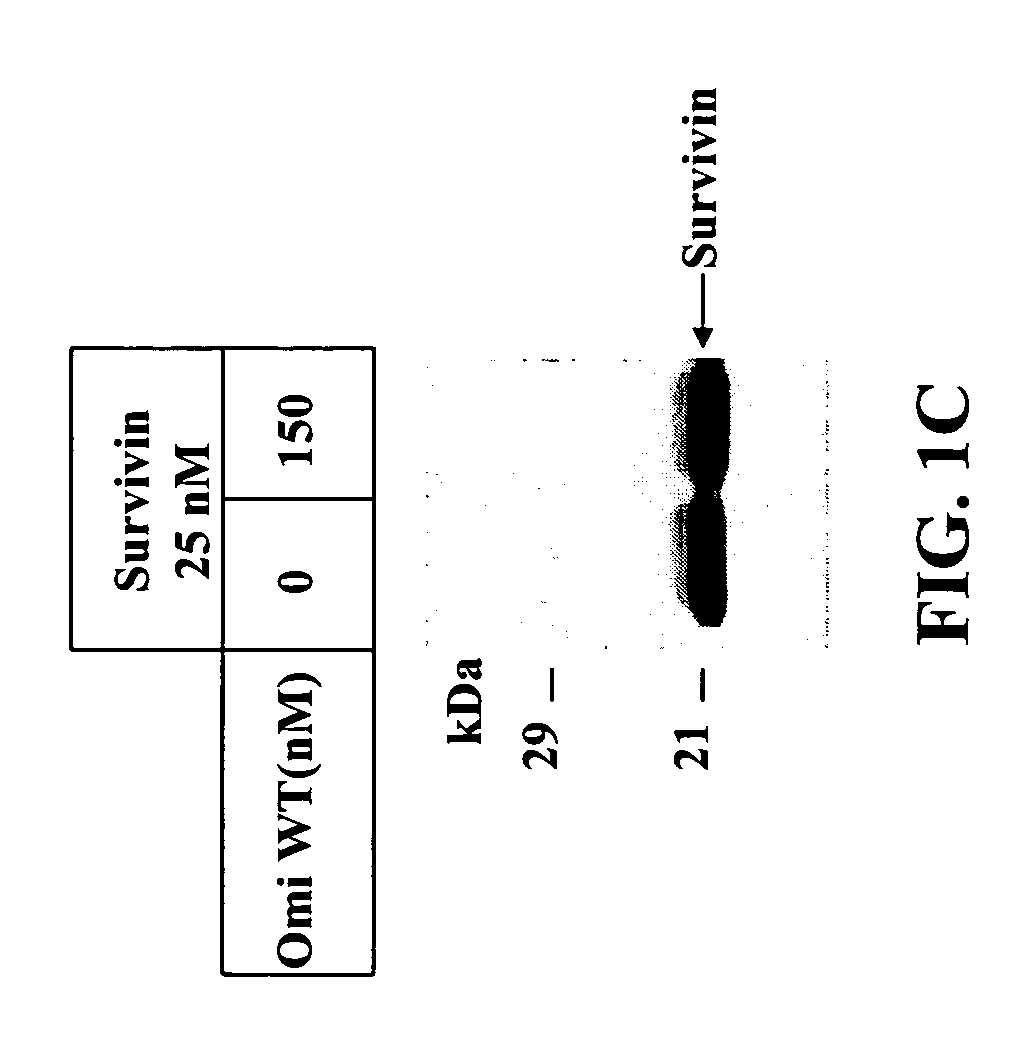 Compositions and methods for cleaving IAP