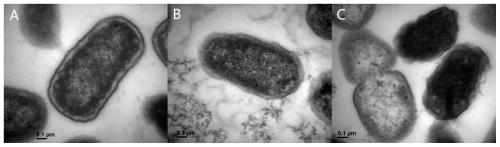 Application of Tegillarca granosa hemoglobin antimicrobial peptide in food preservation and fresh-keeping