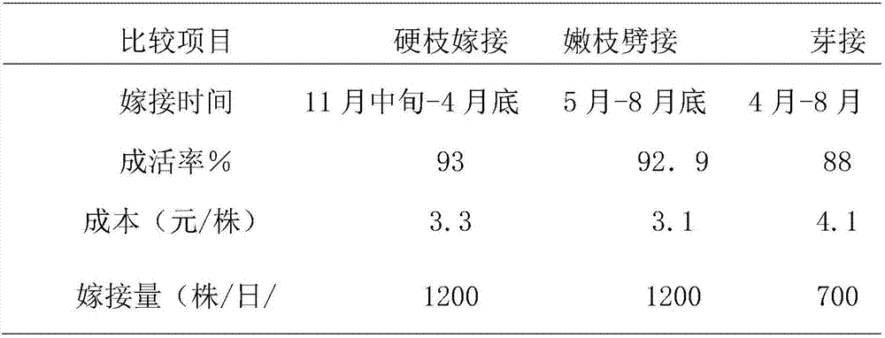 Method for industrialized rapid breeding of walnuts and consolidant