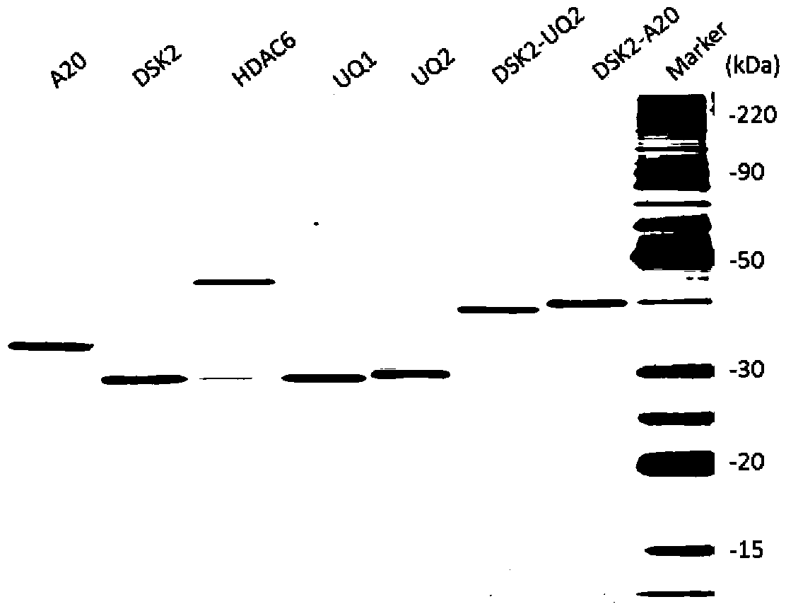 Artificially constructed hybrid ubiquitin conjugation structure domain polypeptide and application thereof