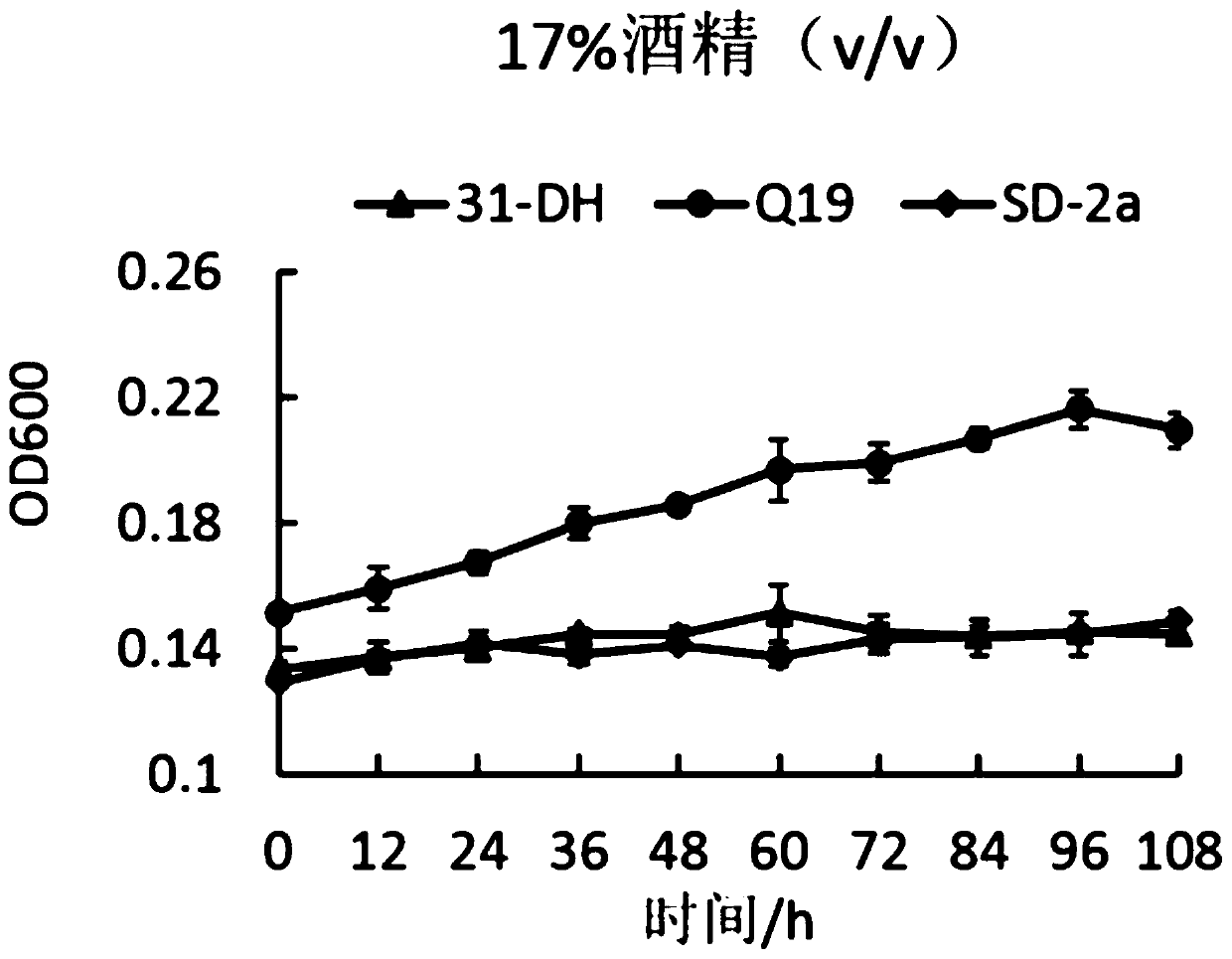 Lactobacillus hilgardii strain and application thereof