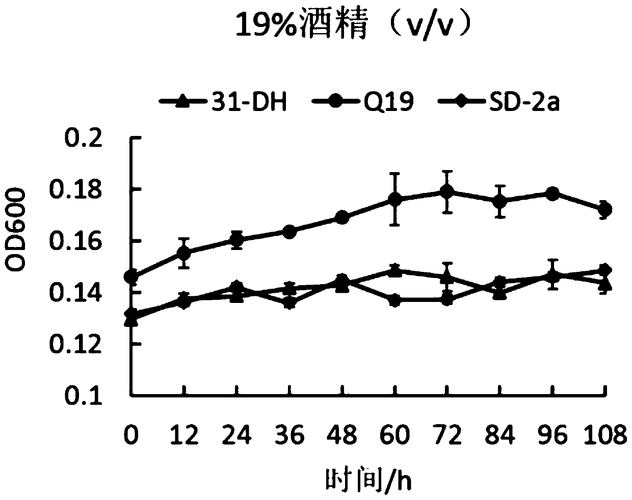 Lactobacillus hilgardii strain and application thereof