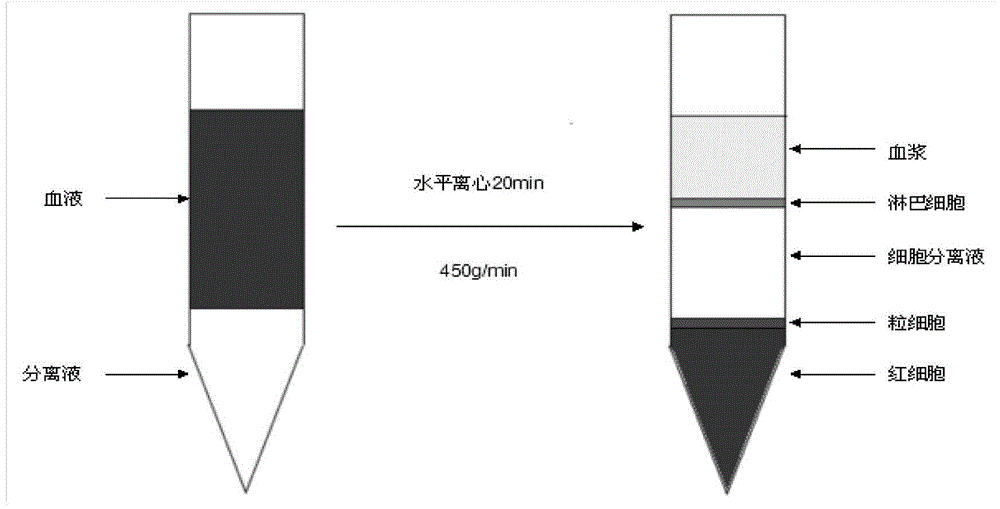 Method for culturing cord blood type embryonic stem cells as well as identification and application