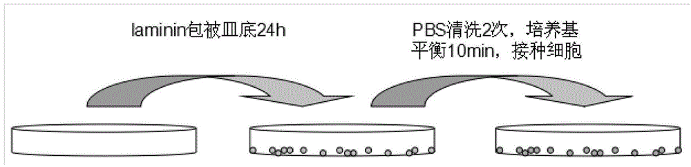 Method for culturing cord blood type embryonic stem cells as well as identification and application