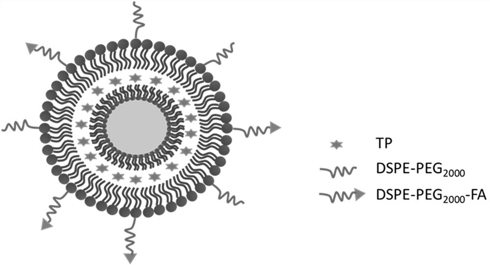 Targeting liposome for treating rheumatoid arthritis and preparation method thereof