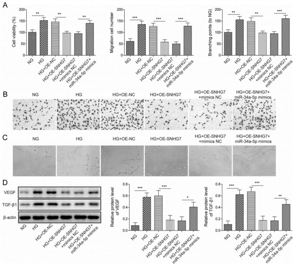 Application of lncRNA SNHG7 in preparation of medicine for treating retinopathy