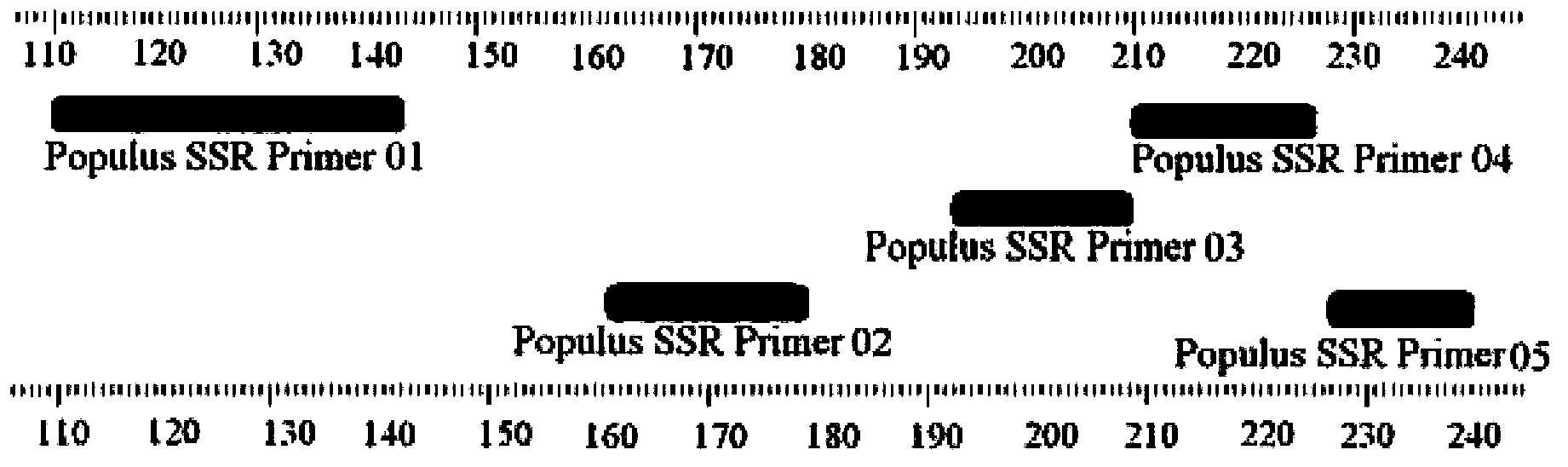 Identification method and identification kit for genetic relationships among different species among sections of populus