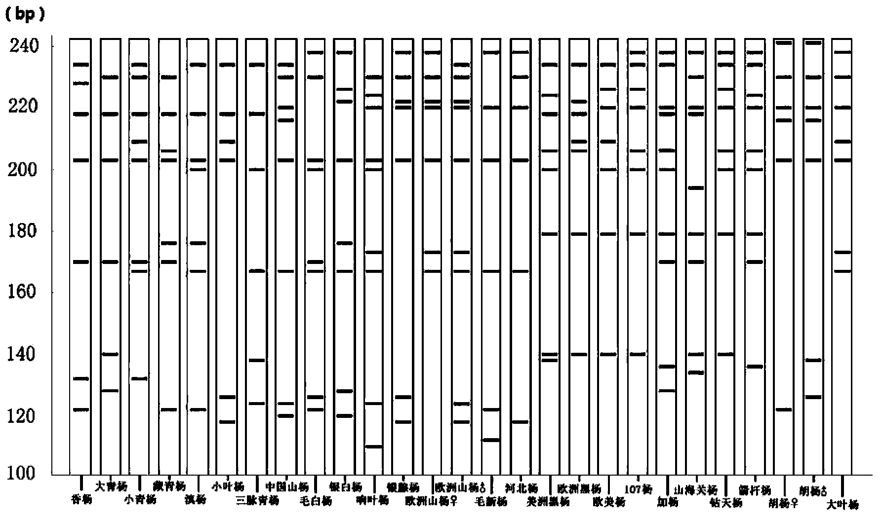 Identification method and identification kit for genetic relationships among different species among sections of populus