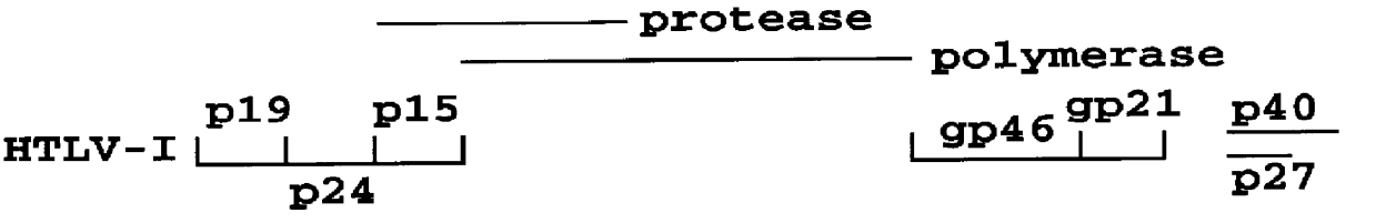 HTLV-I/HTLV-II assay and method