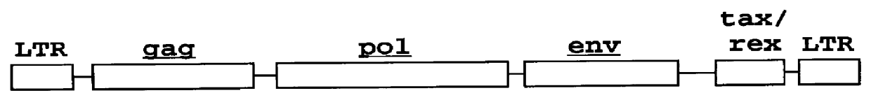 HTLV-I/HTLV-II assay and method