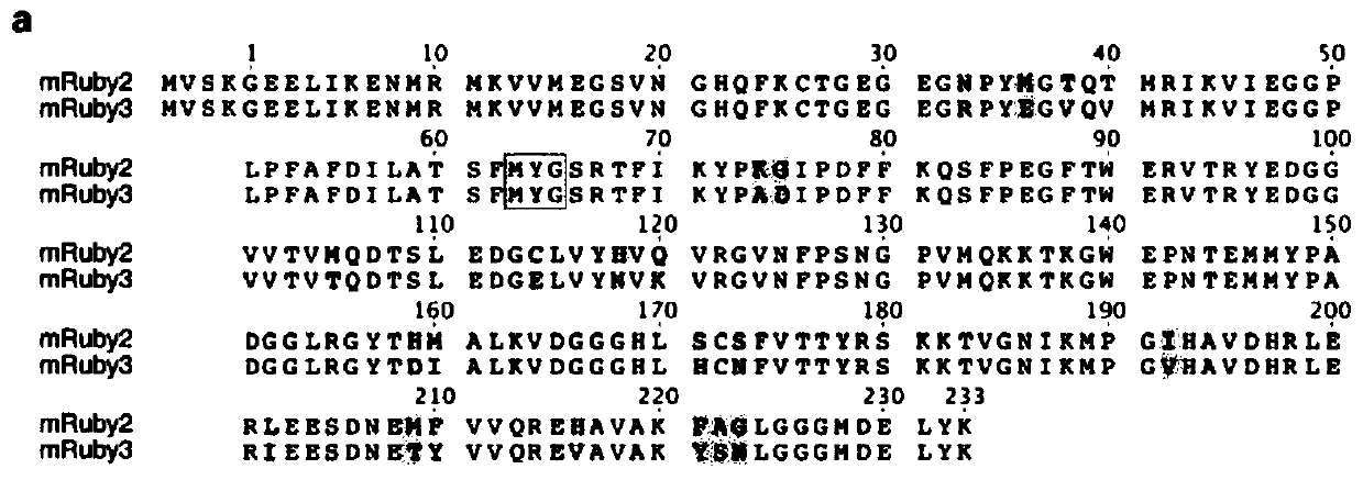 Fluorescent protein pair for highly sensitive FRET imaging and application thereof