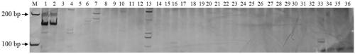 Molecular marker of female flower regulating gene g in muskmelon and its application