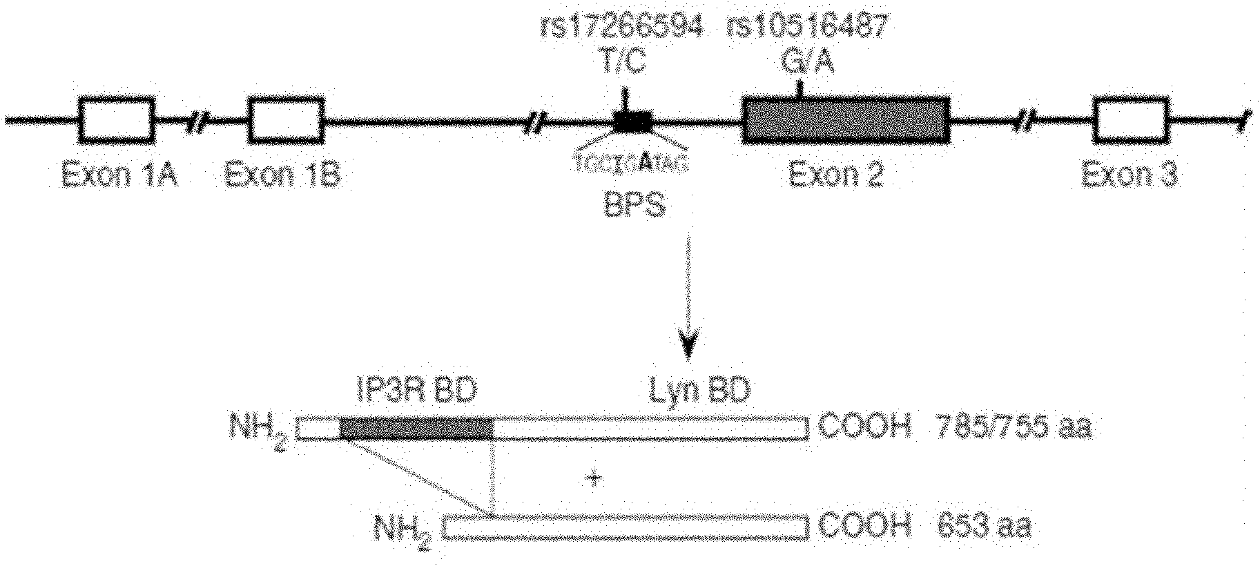 Method for detecting single nucleotide polymorphism (SNP) of BANK1 (B-cell scaffold protein with ankyrin repeats 1) gene