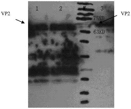 A kind of mink enteritis virus recombinant subunit vaccine and its preparation method