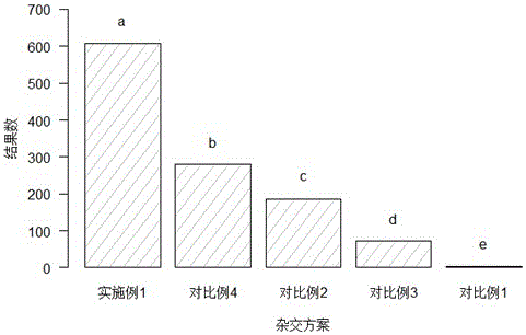 Cross breeding method capable of increasing fruiting rate of castanopsis hystrix