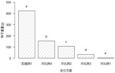 Cross breeding method capable of increasing fruiting rate of castanopsis hystrix