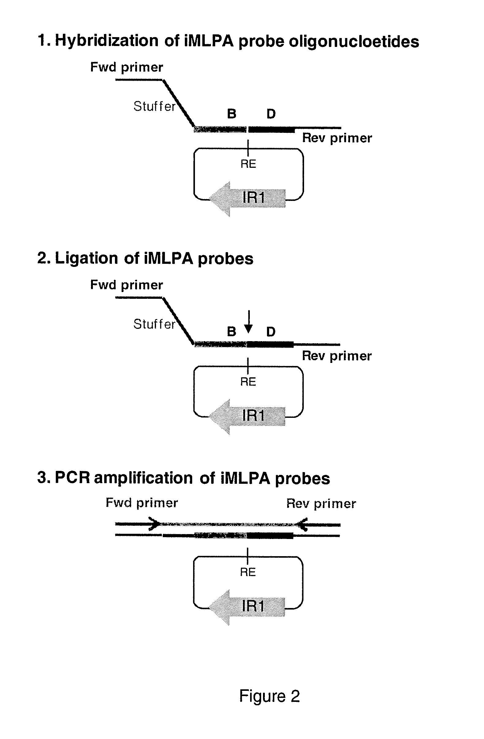 INVERSE MULTIPLEX LIGATION-DEPENDENT PROBE AMPLIFICATION (iMLPA), AN IN VITRO METHOD OF GENOTYPING MULTIPLE INVERSIONS