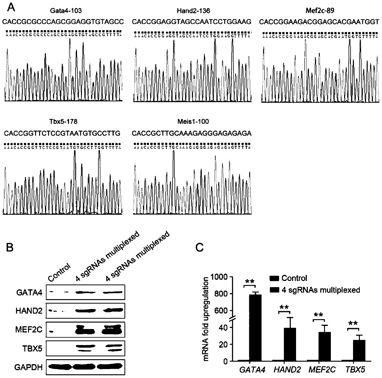 Method for preparing heart progenitor cells