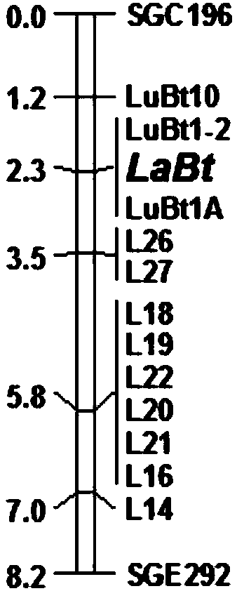 Towel gourd fruit bitter taste gene LaBt and molecular marker used for auxiliary selection for bitter taste property of fruit